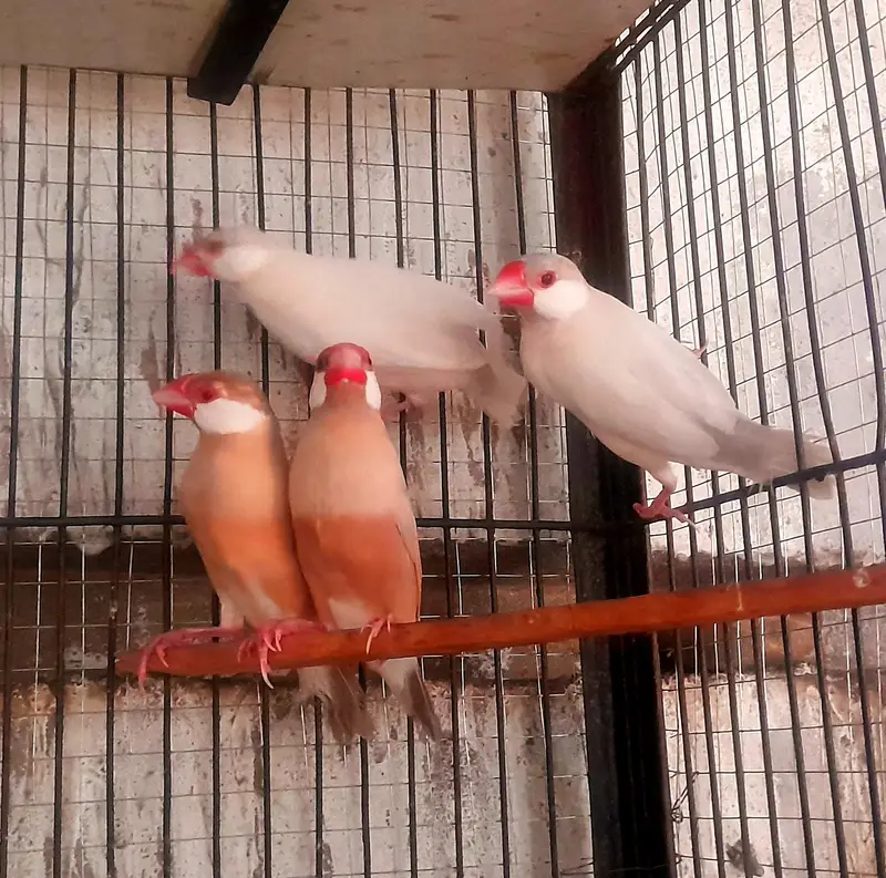 Fawn opal or white java breeder pairs sub breed kr rhy 1500 each bird — photo 3