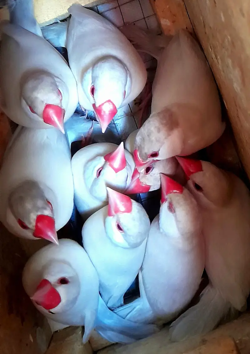 Fawn opal or white java breeder pairs sub breed kr rhy 1500 each bird — photo 4