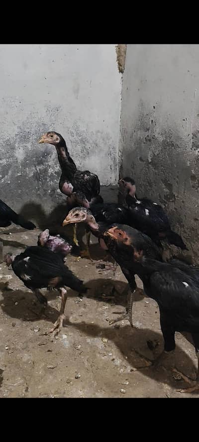 imported blood Thailand trade pakoya