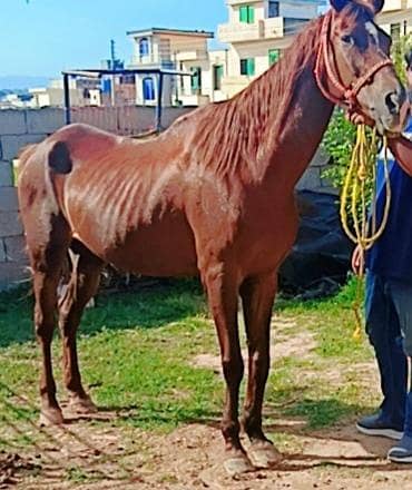 Thoroughbreed horse
