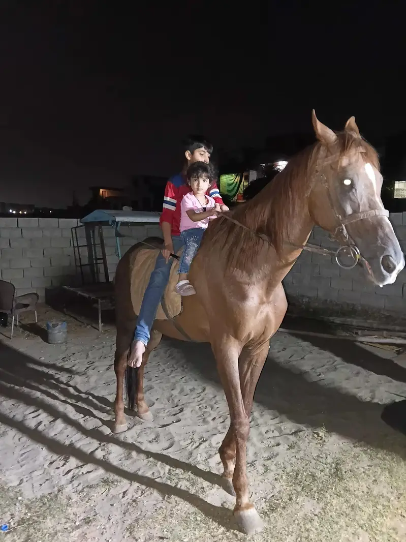 Thoroughbreed horse — photo 2