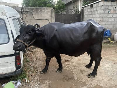 Buffalo (confirmed gabban ) face to face only