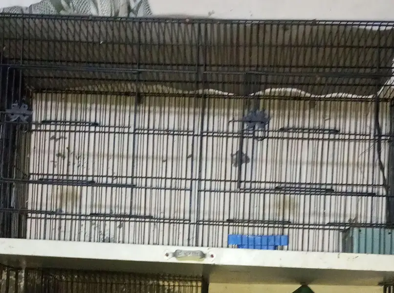 Birds Cage for sales urgently