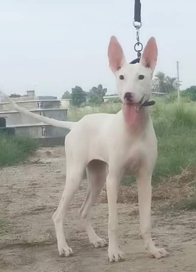 paver Kuwaiti gulteer female for sale available