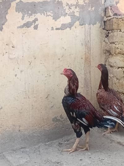 WhatsApp number 03153185853