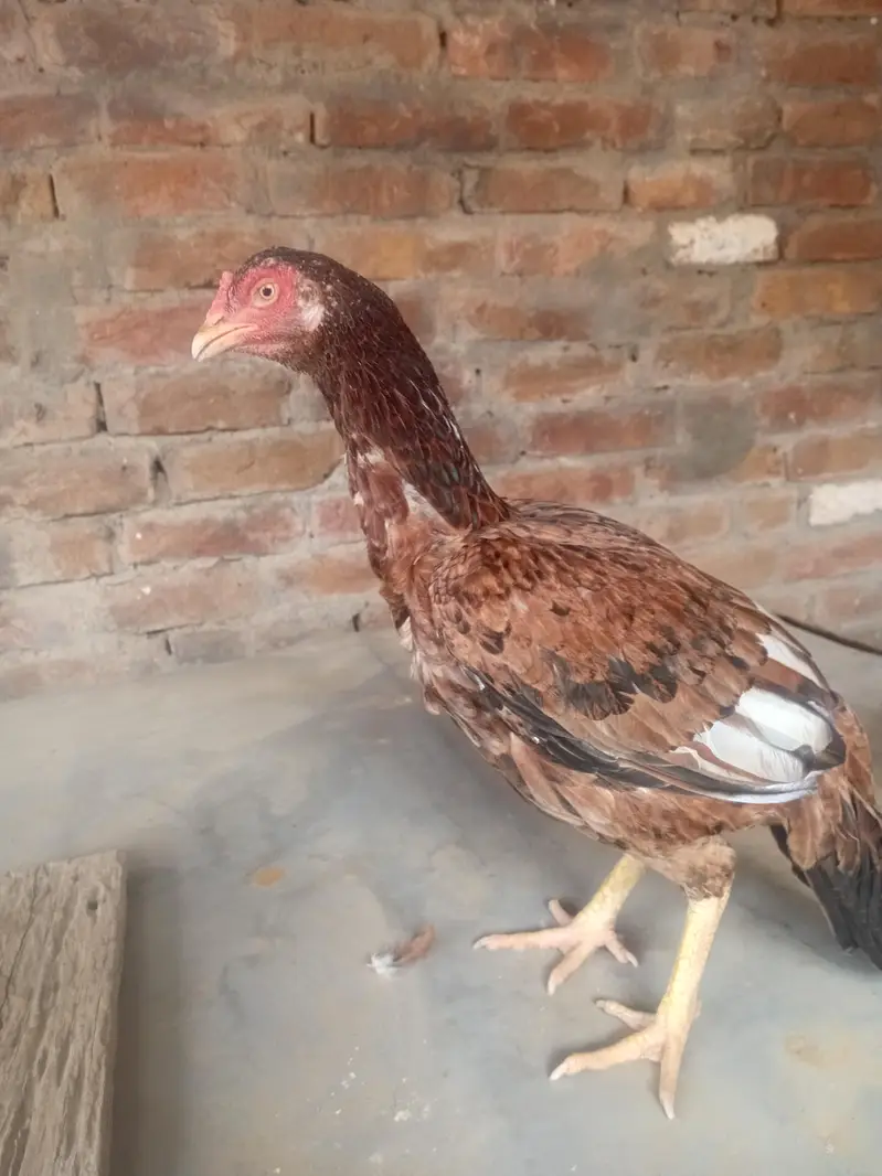 WhatsApp number 03153185853 — photo 6