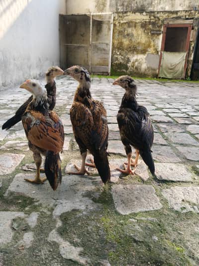 Aseel Chicks