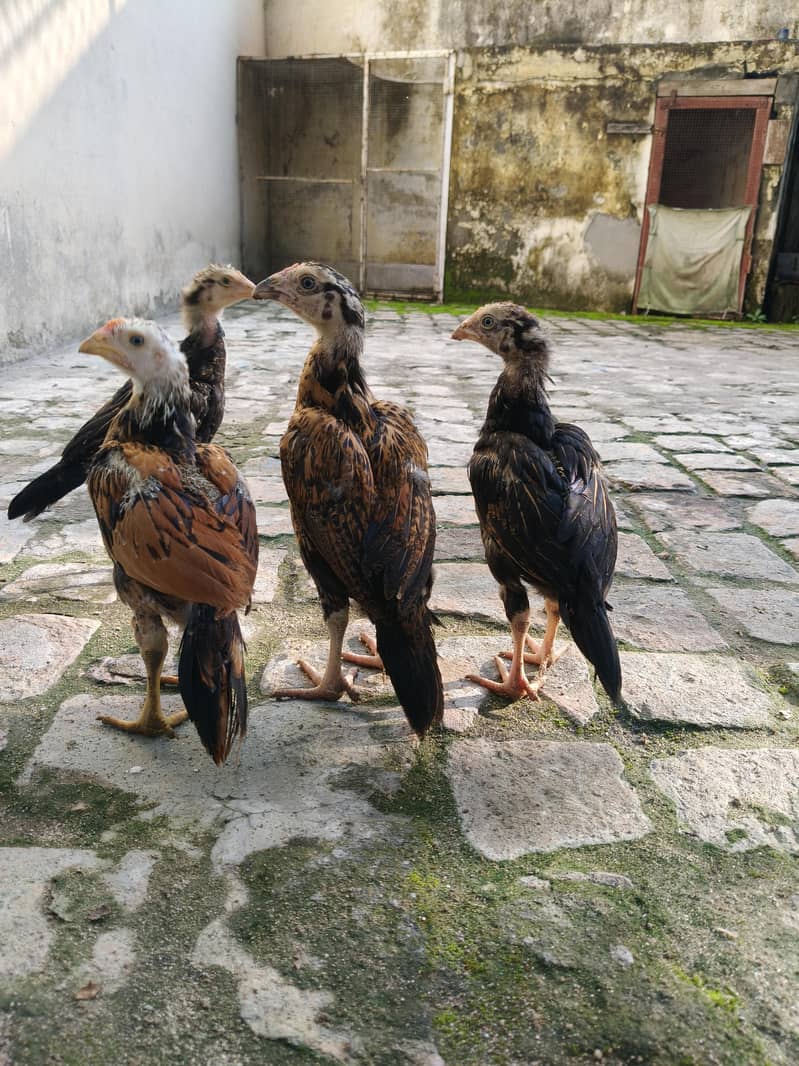 Aseel Chicks 0