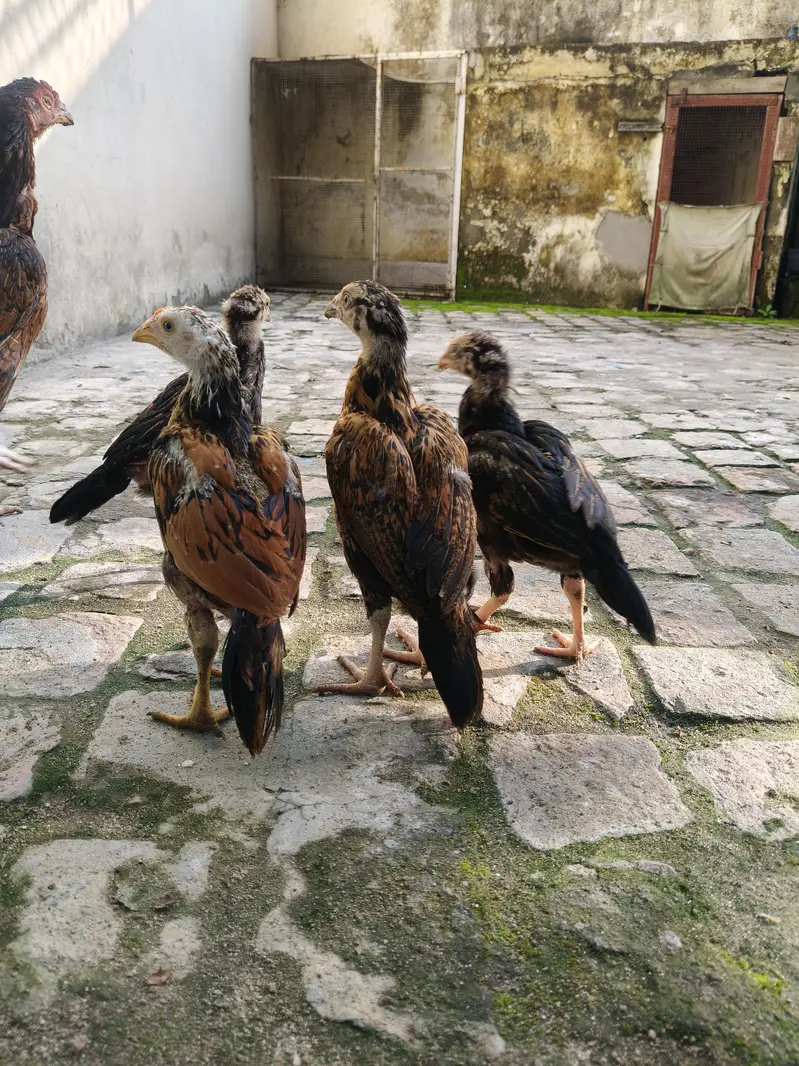 Aseel Chicks — photo 2