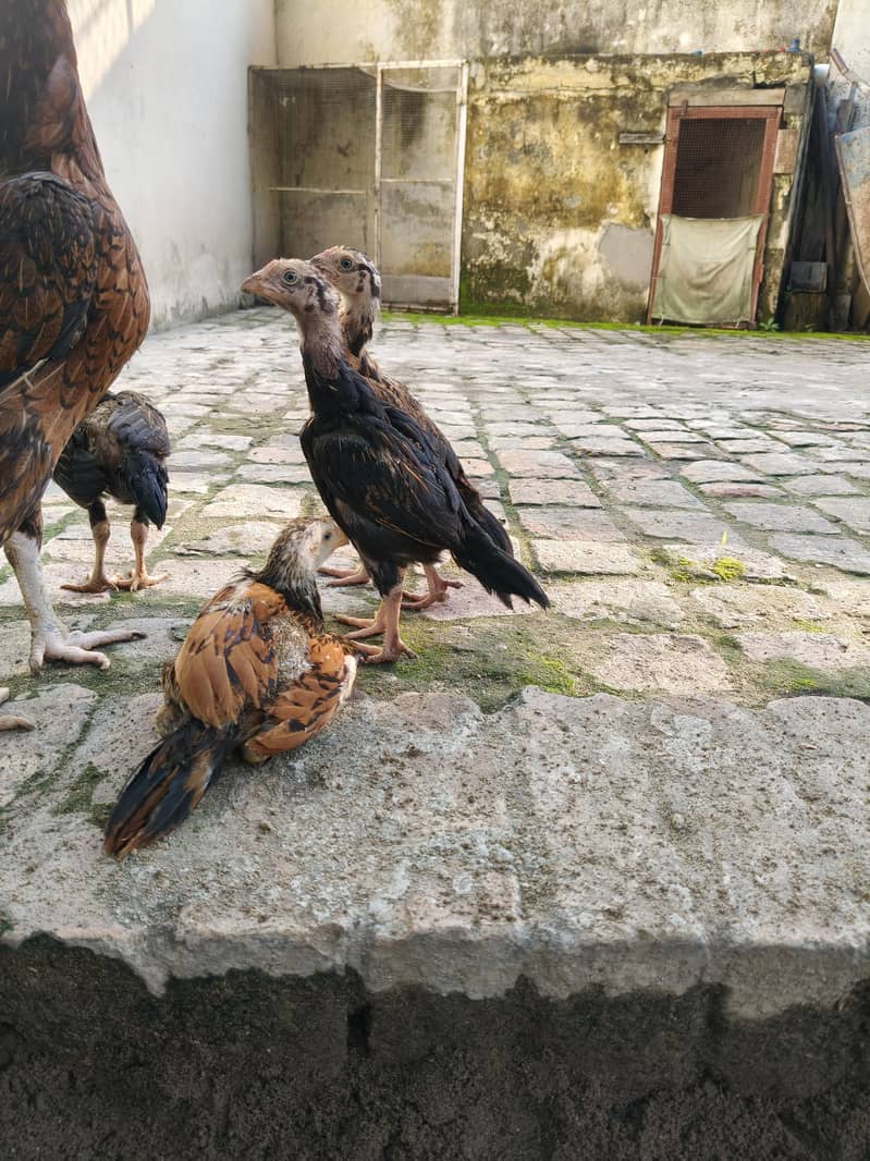 Aseel Chicks 2