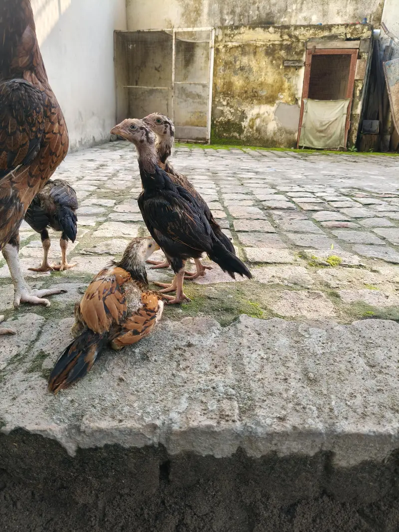 Aseel Chicks — photo 3