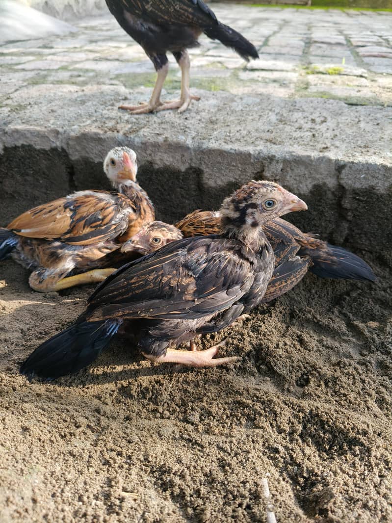 Aseel Chicks 3