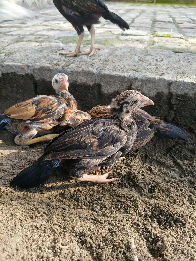 Aseel Chicks — photo 4