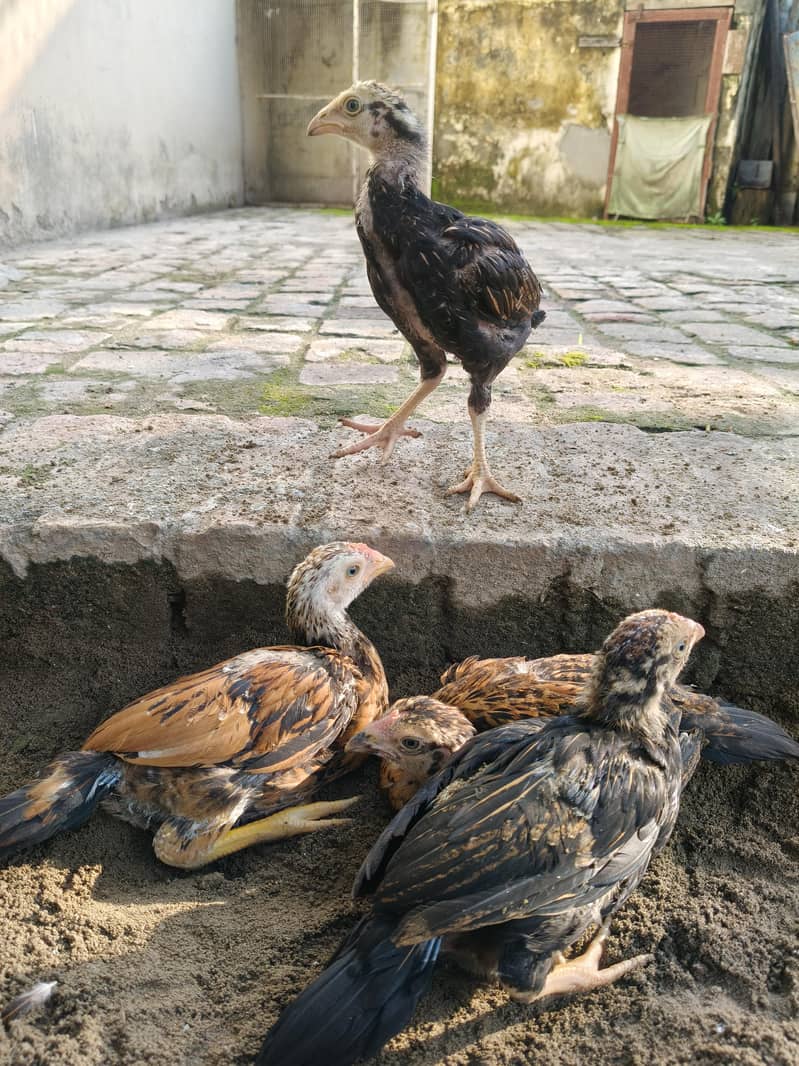 Aseel Chicks 4