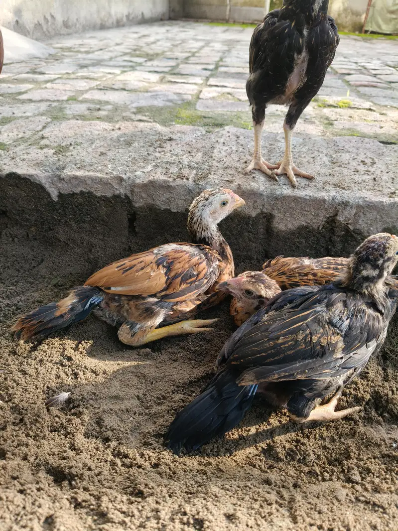 Aseel Chicks — photo 6