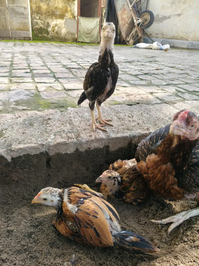 Aseel Chicks — photo 8