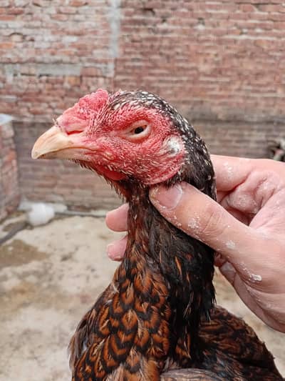 oldbloodline aseel shajri Madi available 03350661457