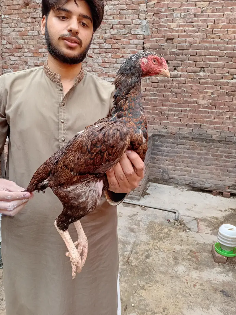 oldbloodline aseel shajri Madi available 03350661457 — photo 2