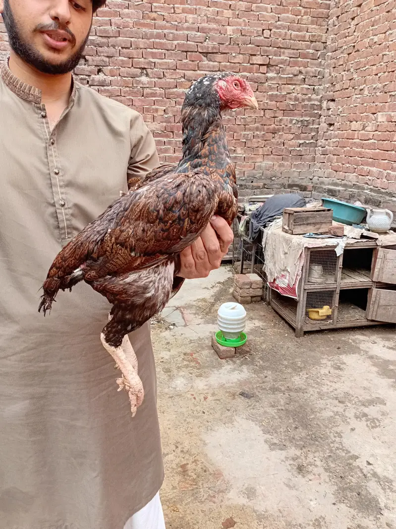 oldbloodline aseel shajri Madi available 03350661457 — photo 3