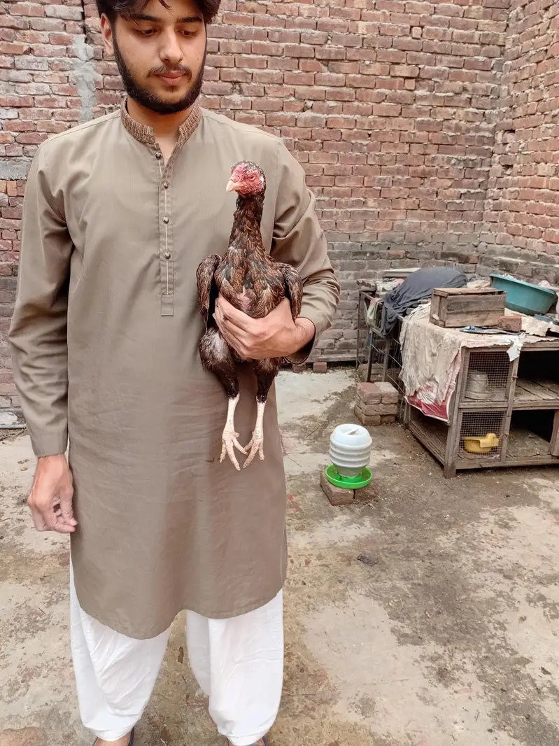 oldbloodline aseel shajri Madi available 03350661457 — photo 4