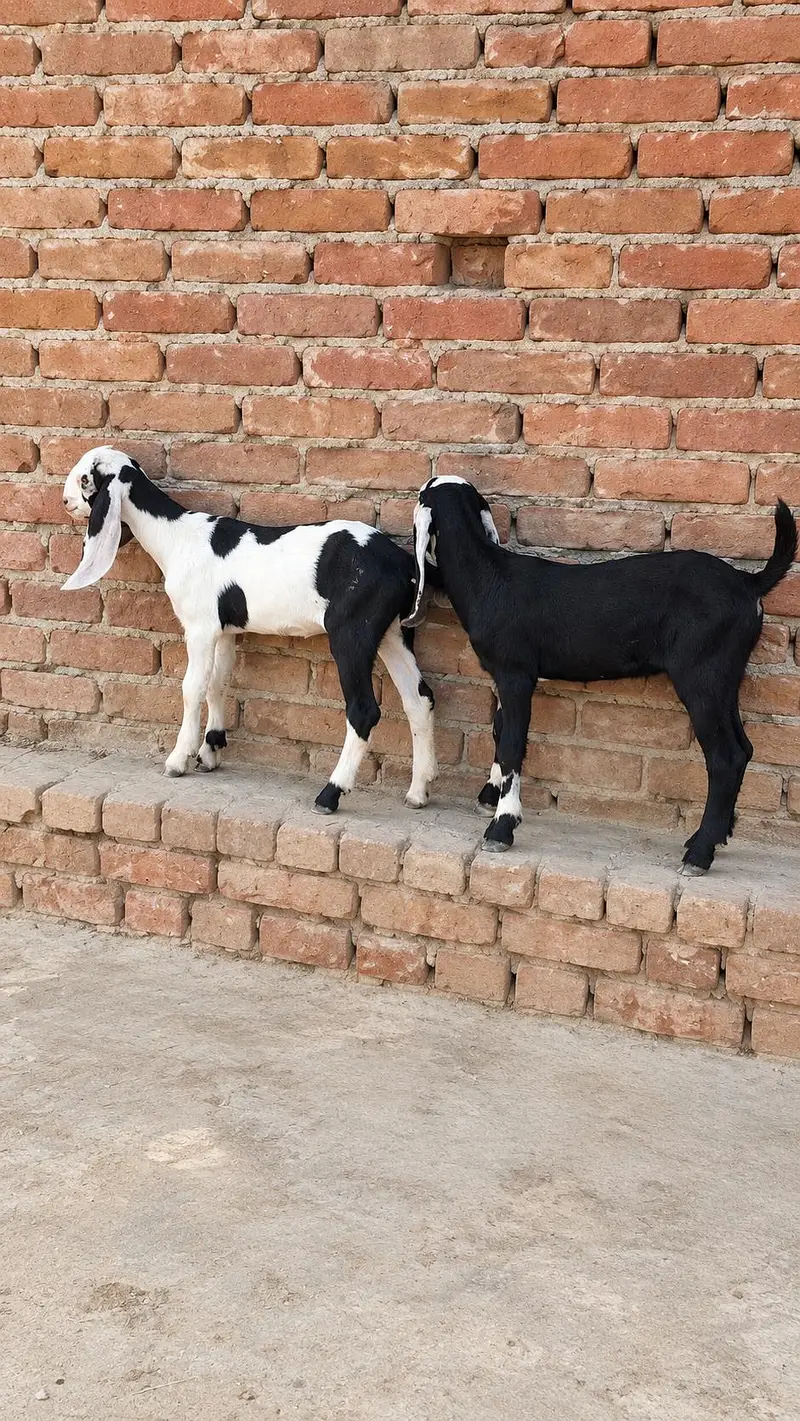 Pure Desi female Goats – Beautiful 3 Month Old Pair — photo 2