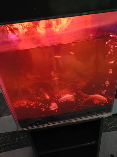 Aquirium with Fishes + Stand + Food
