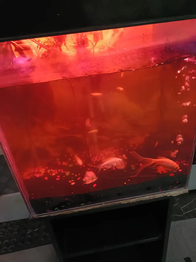 Aquirium with Fishes + Stand + Food