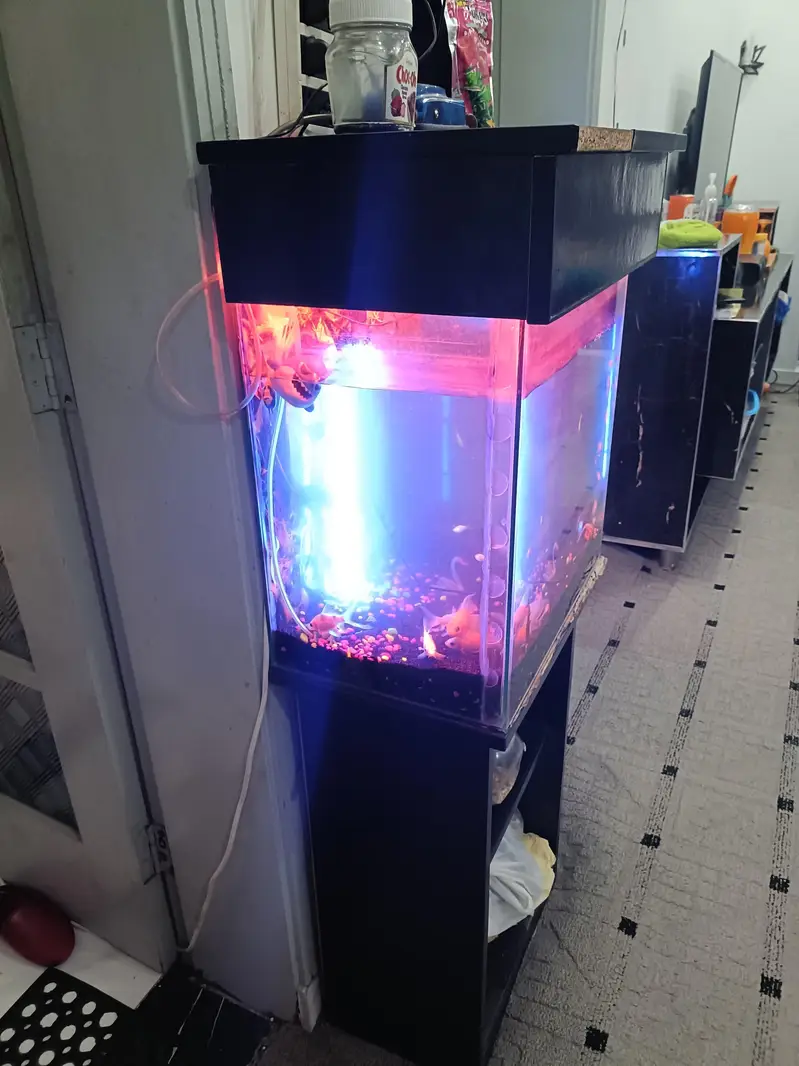 Aquirium with Fishes + Stand + Food — photo 2