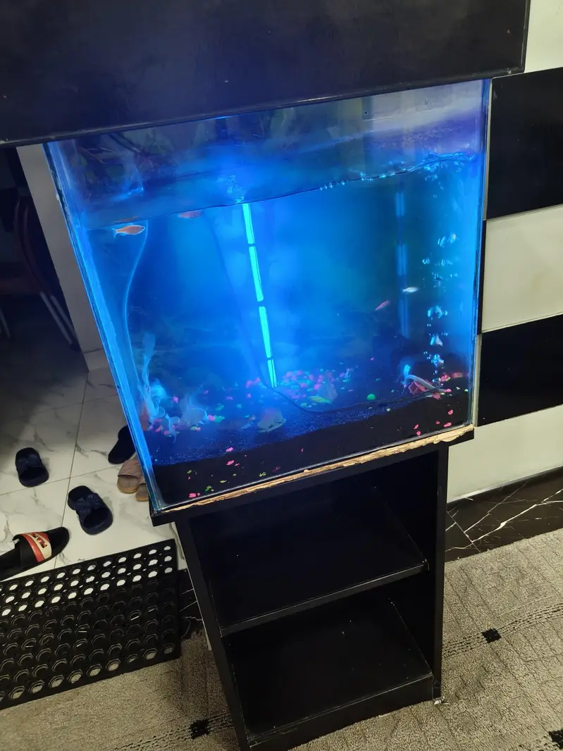 Aquirium with Fishes + Stand + Food — photo 8
