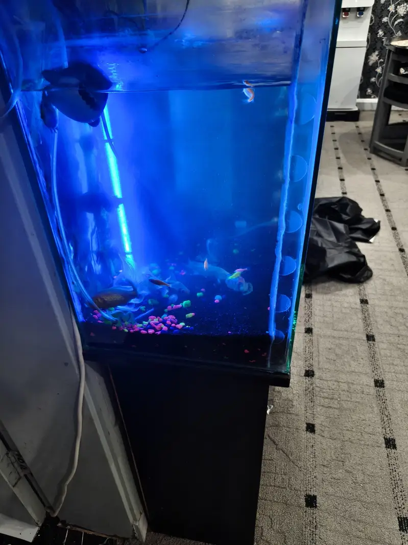 Aquirium with Fishes + Stand + Food — photo 9