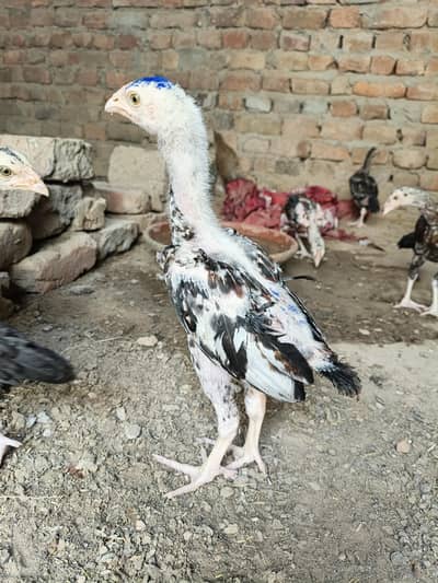 aseel hen final 5000