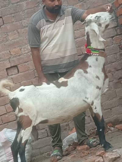 Dasi 3bachy deny wali Gabn bakri sale