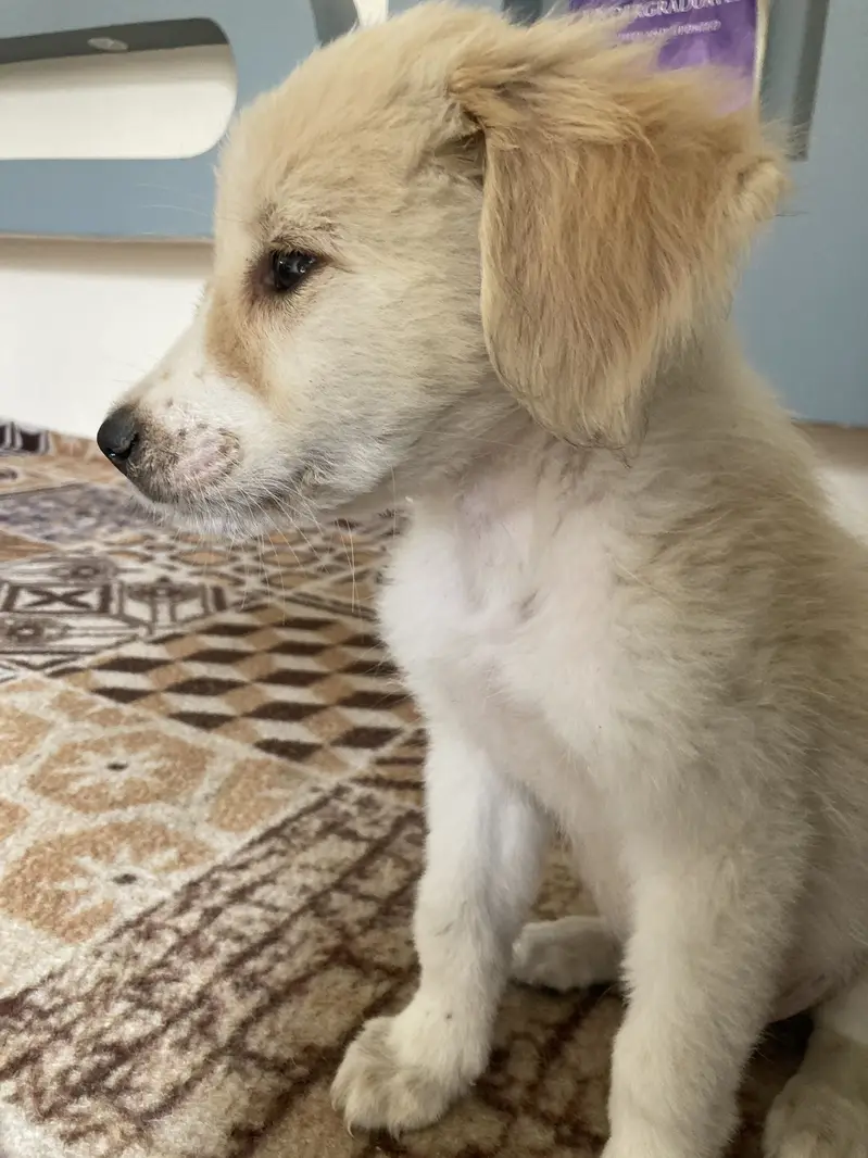 Retriver playful avtive dog — photo 2