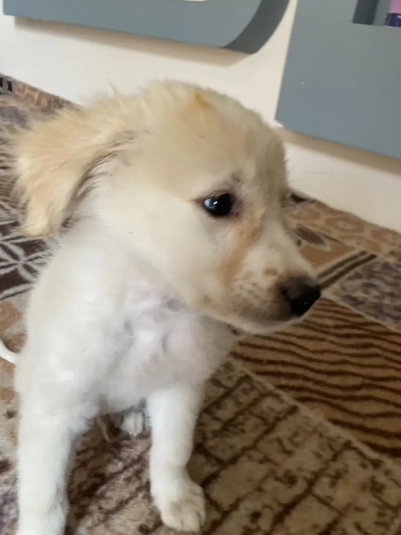 Retriver playful avtive dog — photo 3