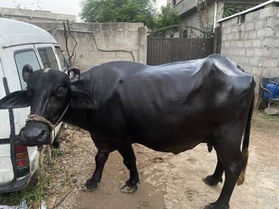 Buffalo (confm gaban Whatsapp (03491511237)