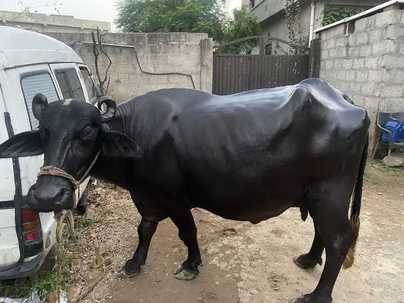 Buffalo (confm gaban Whatsapp (03491511237)