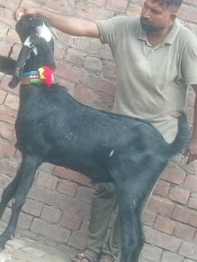 Beetal Bakra sale