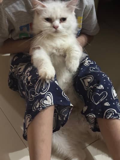 female cat and their kittens