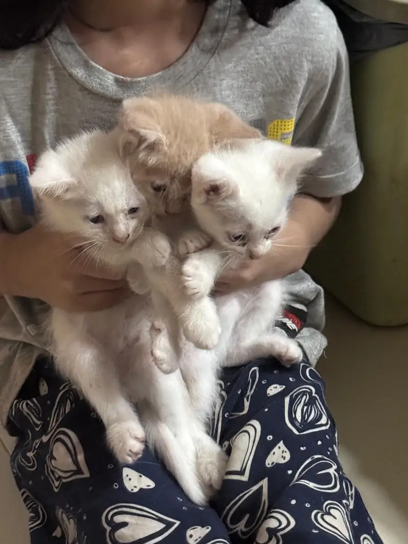 female cat and their kittens — photo 2