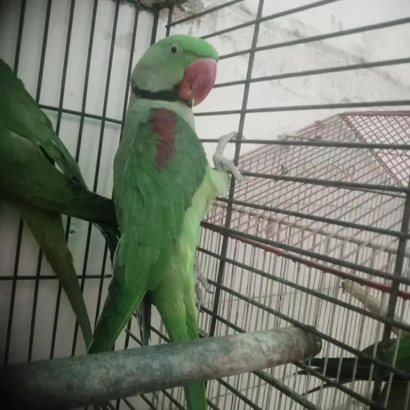 Kashmire male breeder — photo 2