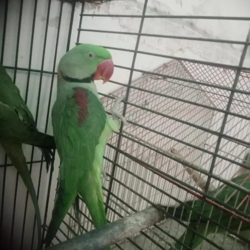 Kashmire male breeder — photo 3