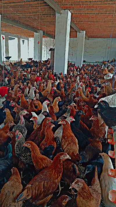 Golden misri hens for sale