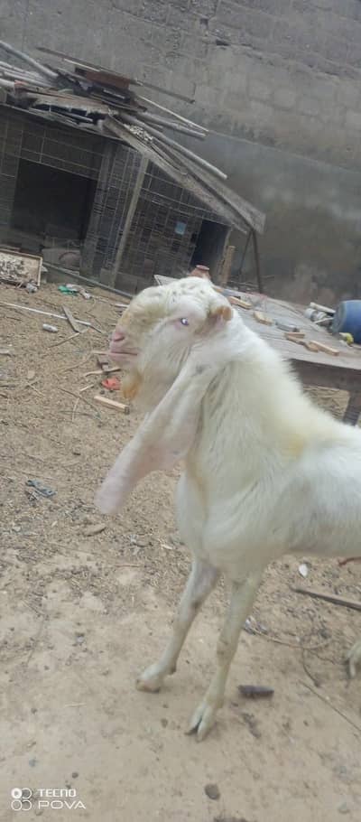 gulabi breeder goat