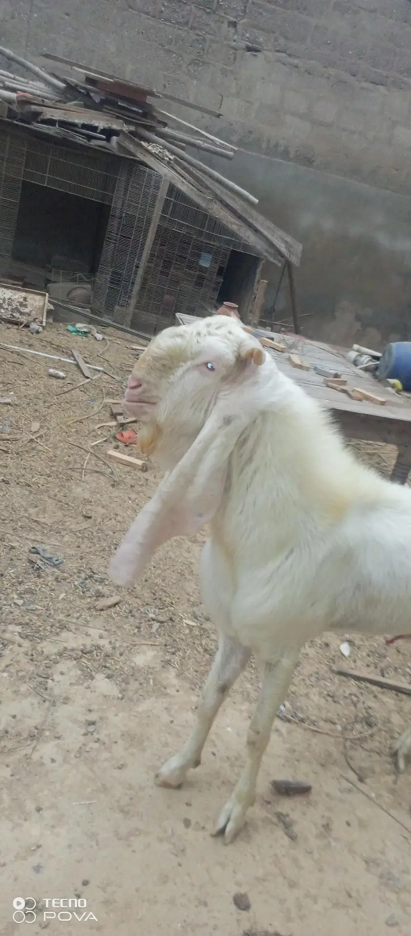 gulabi breeder goat