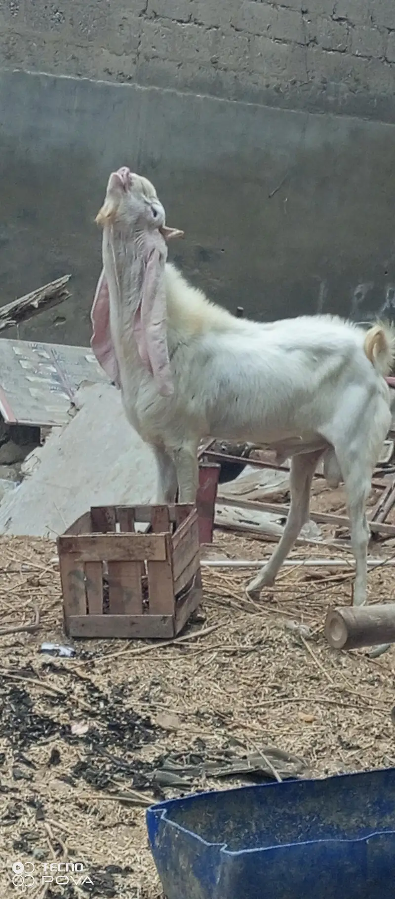 gulabi breeder goat — photo 2