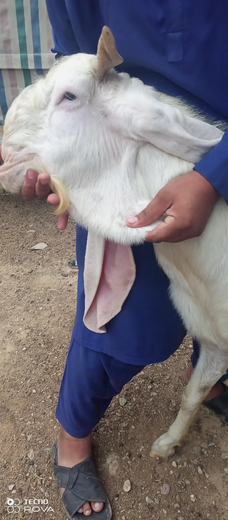 gulabi breeder goat — photo 3