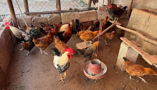 egg starter hens