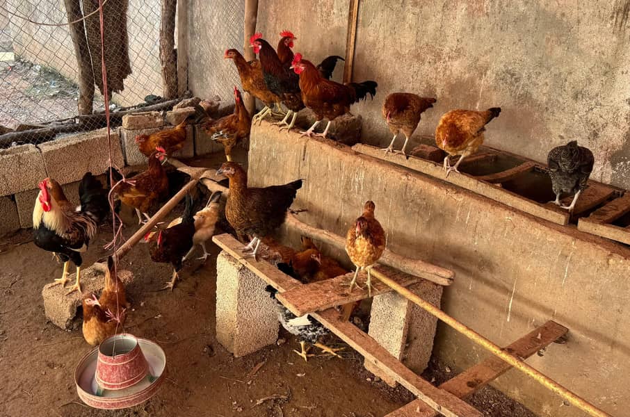 egg starter hens 1
