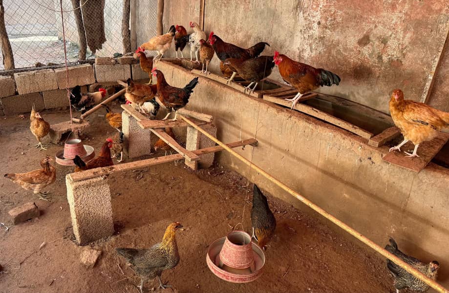 egg starter hens 2