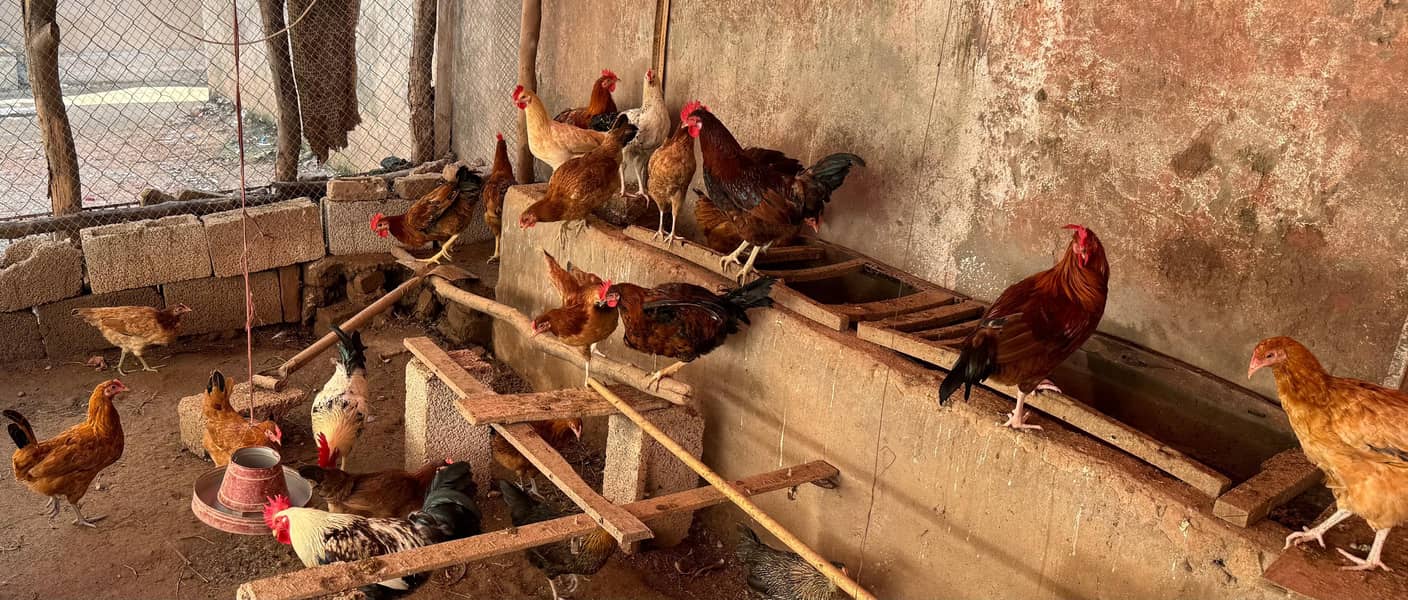 egg starter hens 3